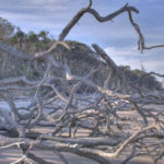 Little Talbot Island